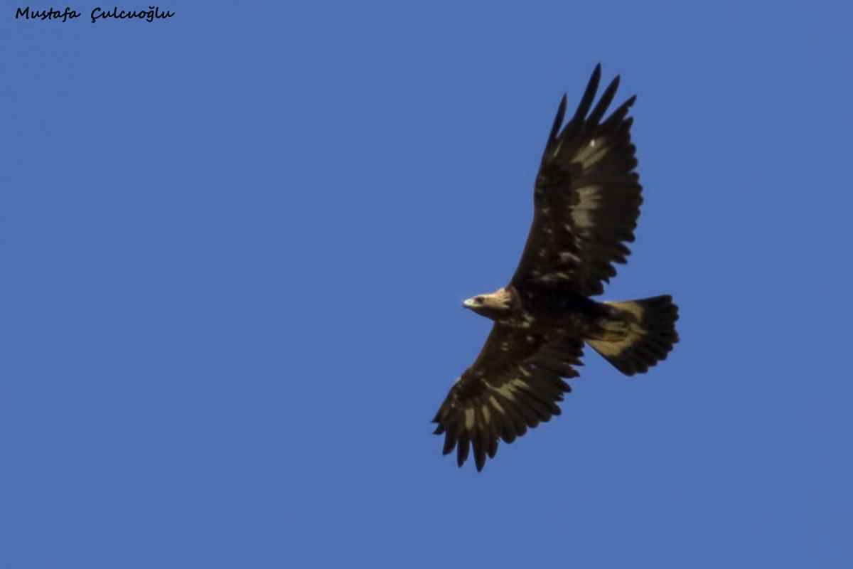 Golden Eagle